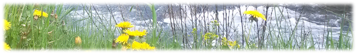Naturbestattung